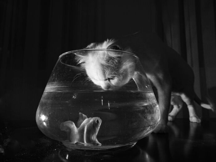 This Turkish Photographer Captures Street Cats In Perfectly Timed Moments (29 Pics)