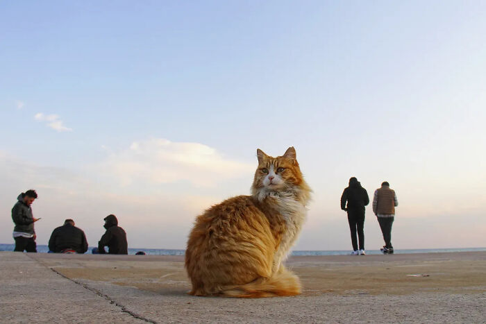 This Turkish Photographer Captures Street Cats In Perfectly Timed Moments (29 Pics)