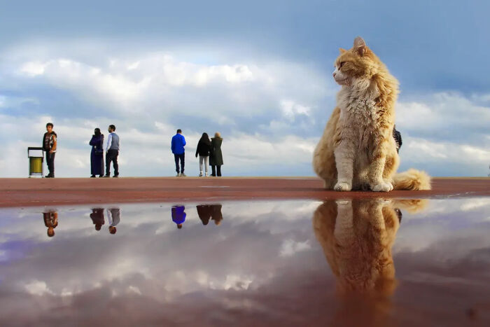 This Turkish Photographer Captures Street Cats In Perfectly Timed Moments (29 Pics)