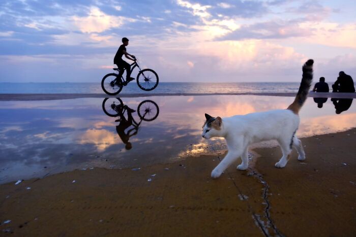 This Turkish Photographer Captures Street Cats In Perfectly Timed Moments (29 Pics)