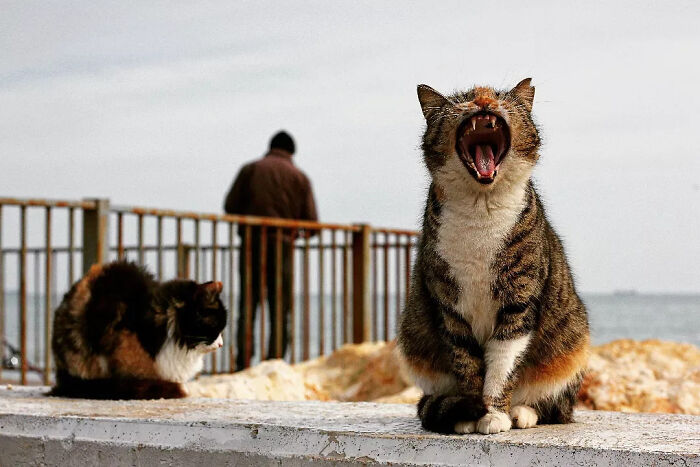 This Turkish Photographer Captures Street Cats In Perfectly Timed Moments (29 Pics)