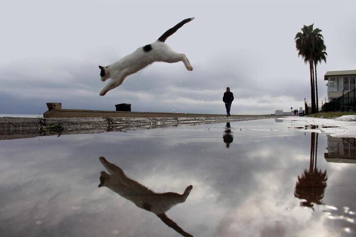 This Turkish Photographer Captures Street Cats In Perfectly Timed Moments (29 Pics)
