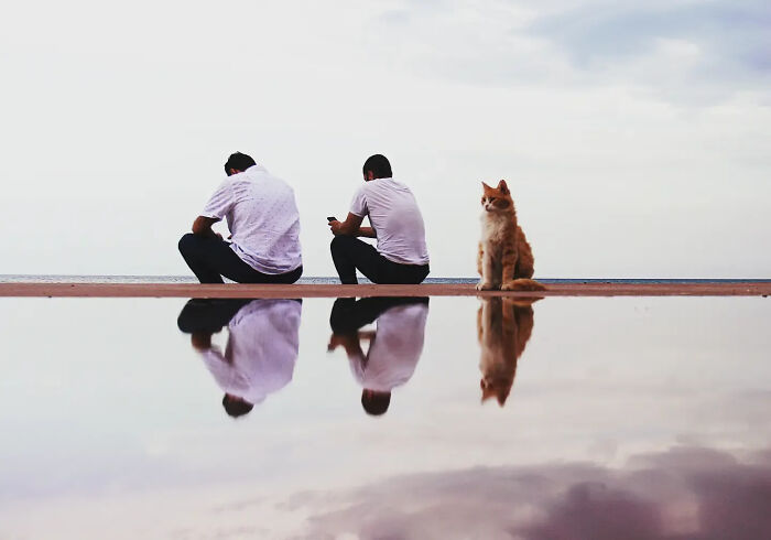 This Turkish Photographer Captures Street Cats In Perfectly Timed Moments (29 Pics)