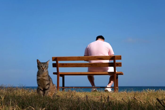 This Turkish Photographer Captures Street Cats In Perfectly Timed Moments (29 Pics)