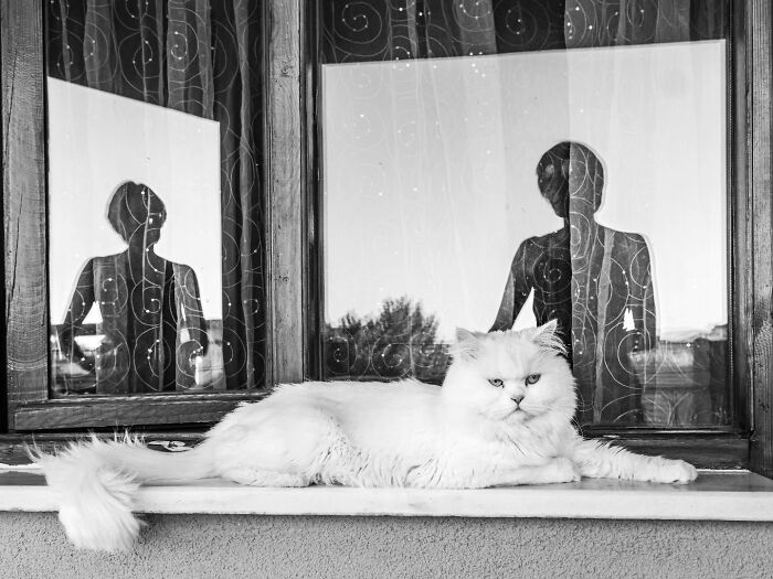 This Turkish Photographer Captures Street Cats In Perfectly Timed Moments (29 Pics)