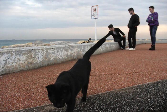 This Turkish Photographer Captures Street Cats In Perfectly Timed Moments (29 Pics)