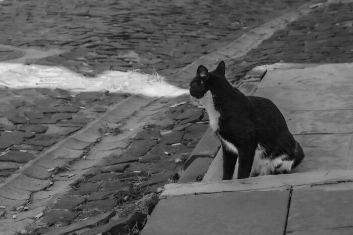 This Turkish Photographer Captures Street Cats In Perfectly Timed Moments (29 Pics)