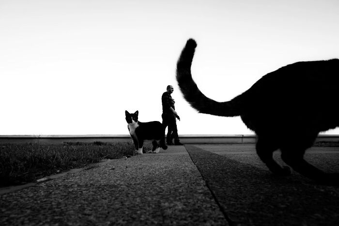 This Turkish Photographer Captures Street Cats In Perfectly Timed Moments (29 Pics)