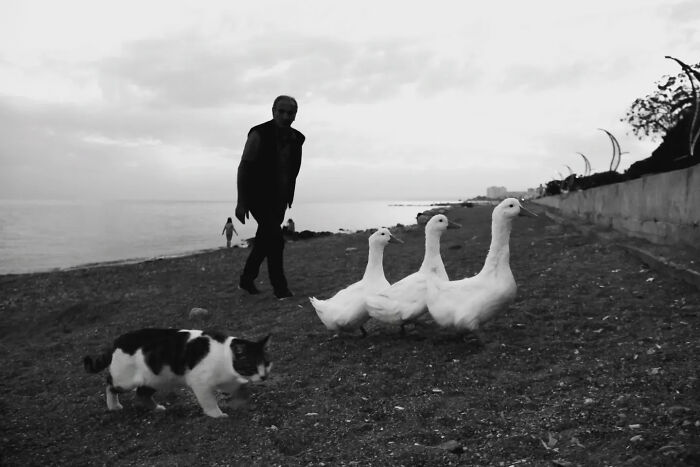 This Turkish Photographer Captures Street Cats In Perfectly Timed Moments (29 Pics)