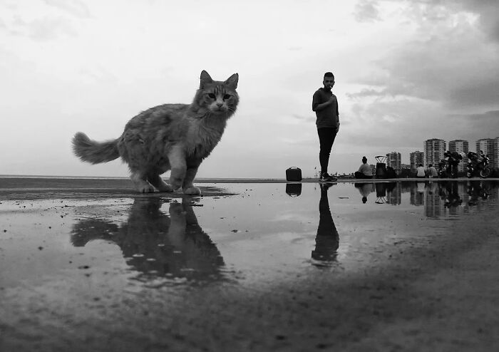 This Turkish Photographer Captures Street Cats In Perfectly Timed Moments (29 Pics)