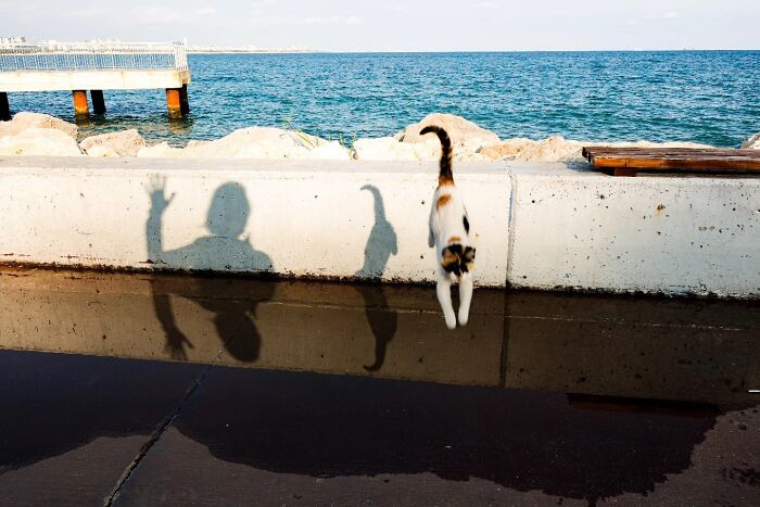 This Turkish Photographer Captures Street Cats In Perfectly Timed Moments (29 Pics)