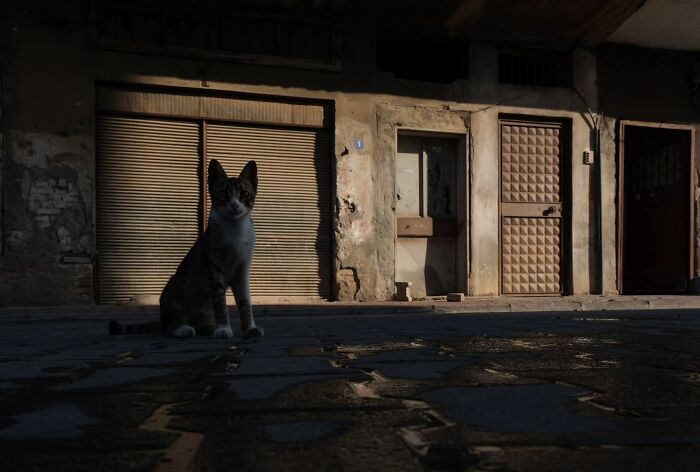 This Turkish Photographer Captures Street Cats In Perfectly Timed Moments (29 Pics)