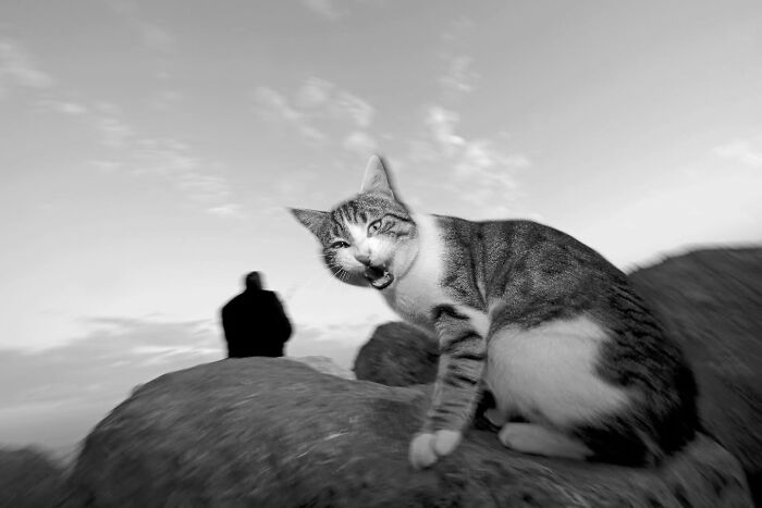This Turkish Photographer Captures Street Cats In Perfectly Timed Moments (29 Pics)