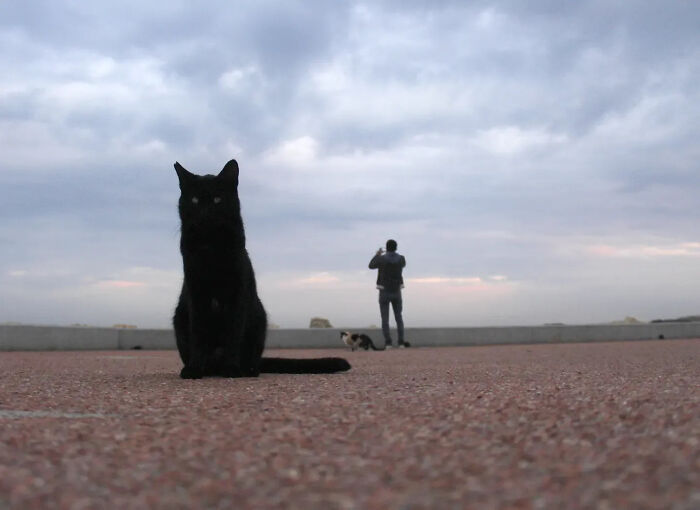 This Turkish Photographer Captures Street Cats In Perfectly Timed Moments (29 Pics)