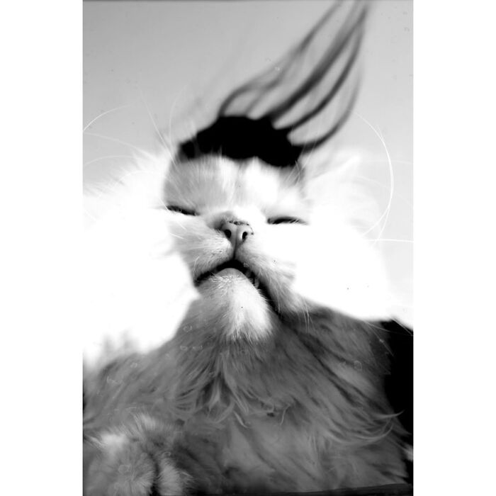 This Turkish Photographer Captures Street Cats In Perfectly Timed Moments (29 Pics)