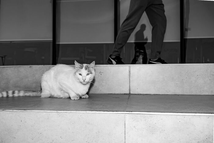 This Turkish Photographer Captures Street Cats In Perfectly Timed Moments (29 Pics)