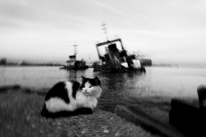 This Turkish Photographer Captures Street Cats In Perfectly Timed Moments (29 Pics)