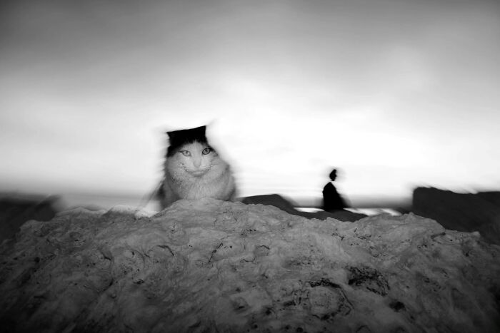 This Turkish Photographer Captures Street Cats In Perfectly Timed Moments (29 Pics)