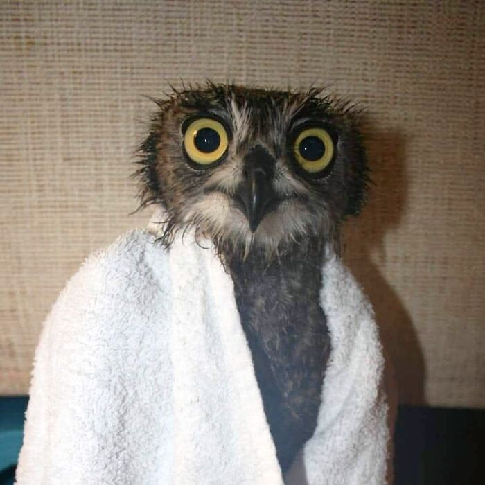 35 Times Owls Were Swaddled For Medical Care, Which Made Them Look Hilariously Unamused (New Pics)