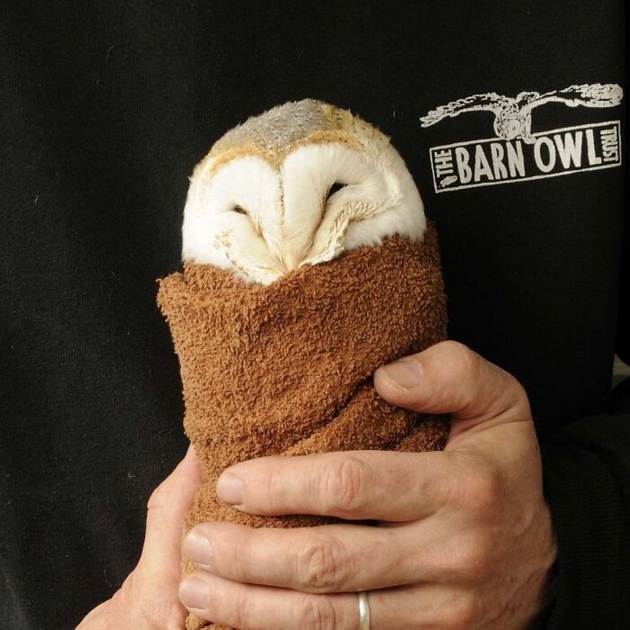 35 Times Owls Were Swaddled For Medical Care, Which Made Them Look Hilariously Unamused (New Pics)