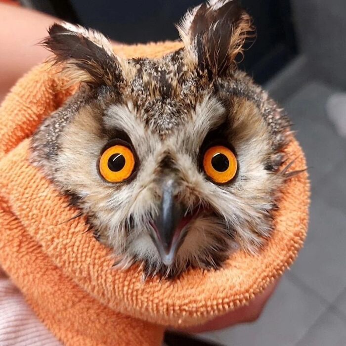 35 Times Owls Were Swaddled For Medical Care, Which Made Them Look Hilariously Unamused (New Pics)