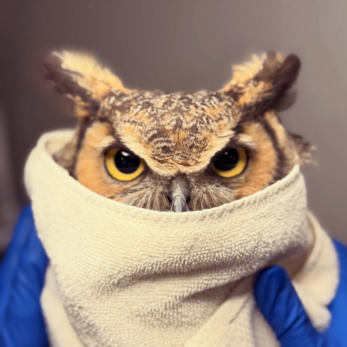 35 Times Owls Were Swaddled For Medical Care, Which Made Them Look Hilariously Unamused (New Pics)