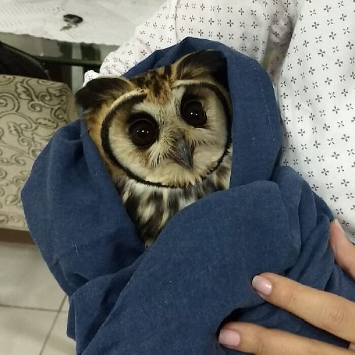 35 Times Owls Were Swaddled For Medical Care, Which Made Them Look Hilariously Unamused (New Pics)