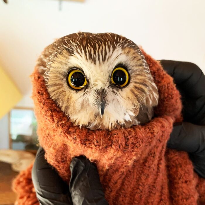 35 Times Owls Were Swaddled For Medical Care, Which Made Them Look Hilariously Unamused (New Pics)