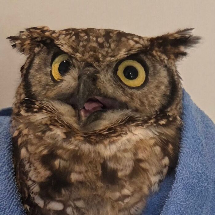 35 Times Owls Were Swaddled For Medical Care, Which Made Them Look Hilariously Unamused (New Pics)