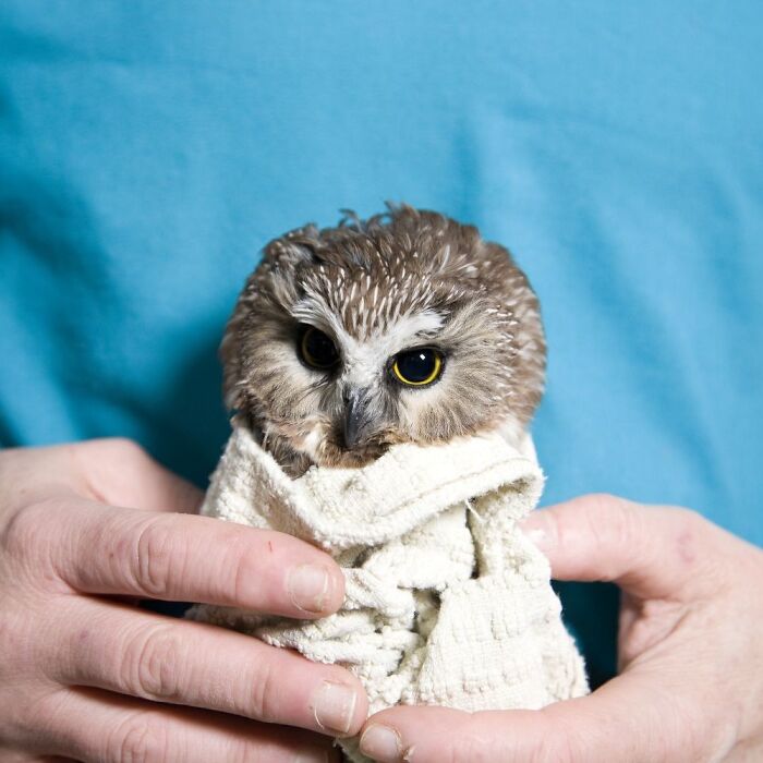 35 Times Owls Were Swaddled For Medical Care, Which Made Them Look Hilariously Unamused (New Pics)