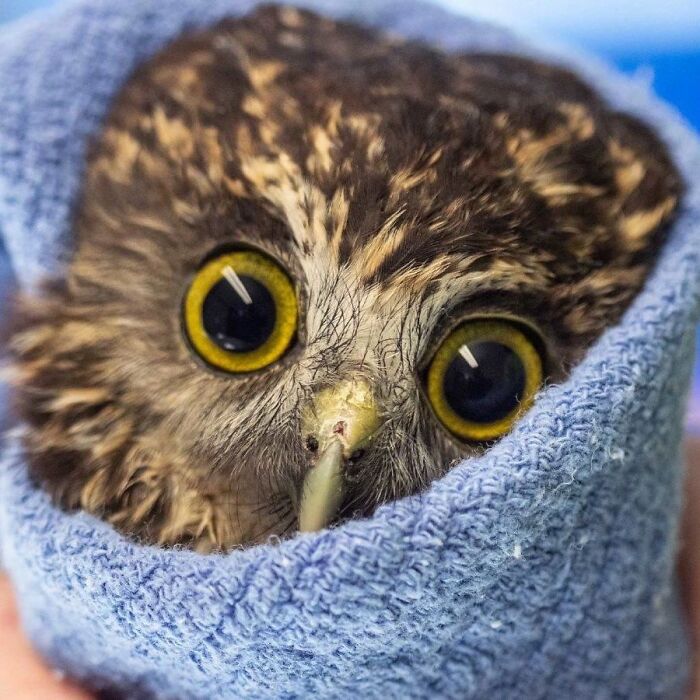 35 Times Owls Were Swaddled For Medical Care, Which Made Them Look Hilariously Unamused (New Pics)