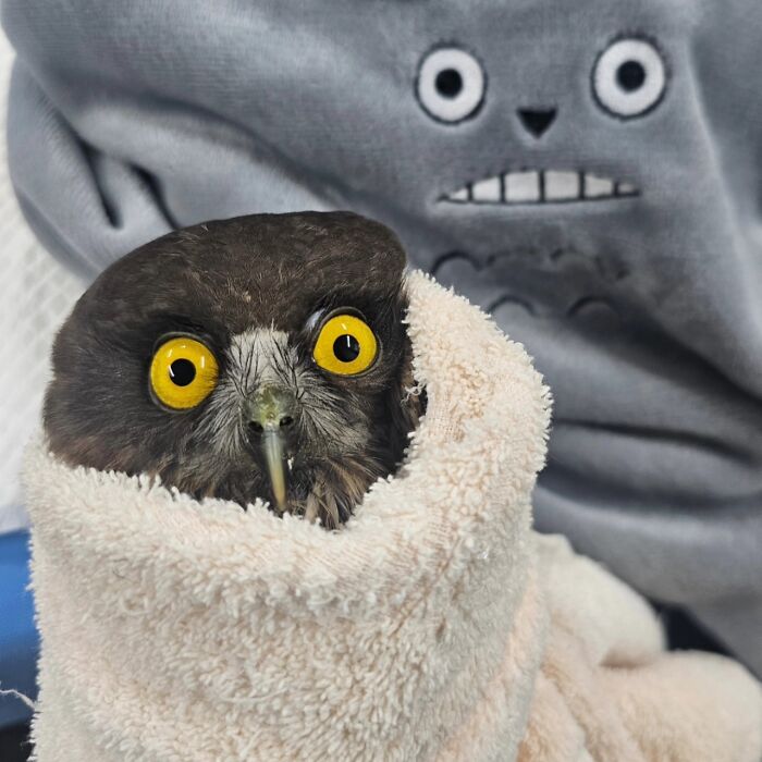 35 Times Owls Were Swaddled For Medical Care, Which Made Them Look Hilariously Unamused (New Pics)