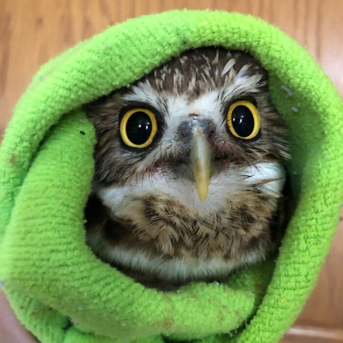35 Times Owls Were Swaddled For Medical Care, Which Made Them Look Hilariously Unamused (New Pics)