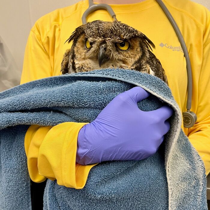 35 Times Owls Were Swaddled For Medical Care, Which Made Them Look Hilariously Unamused (New Pics)