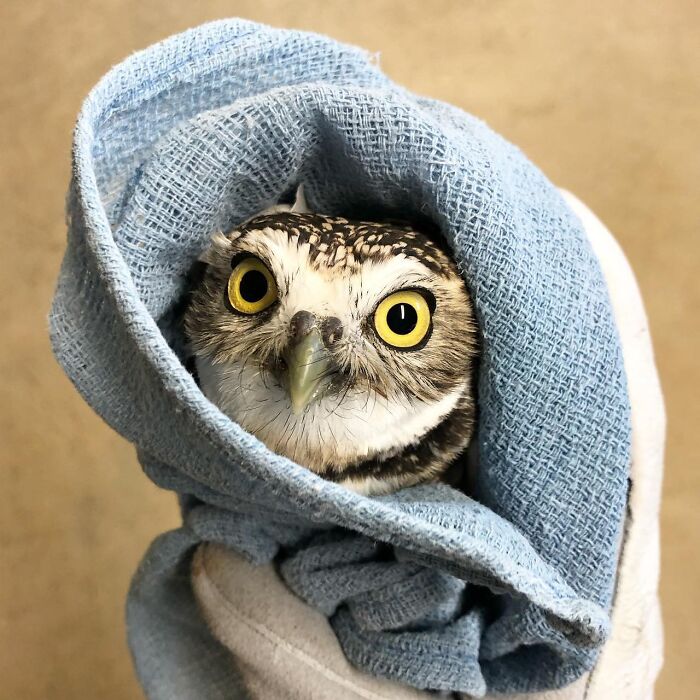 35 Times Owls Were Swaddled For Medical Care, Which Made Them Look Hilariously Unamused (New Pics)