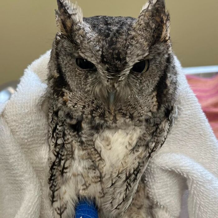 35 Times Owls Were Swaddled For Medical Care, Which Made Them Look Hilariously Unamused (New Pics)