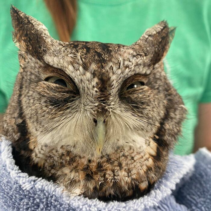 35 Times Owls Were Swaddled For Medical Care, Which Made Them Look Hilariously Unamused (New Pics)