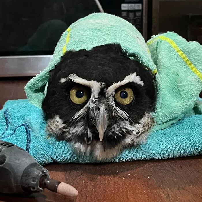 35 Times Owls Were Swaddled For Medical Care, Which Made Them Look Hilariously Unamused (New Pics)