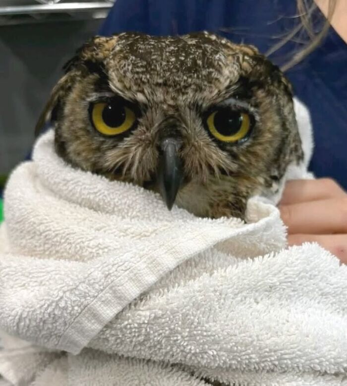 35 Times Owls Were Swaddled For Medical Care, Which Made Them Look Hilariously Unamused (New Pics)