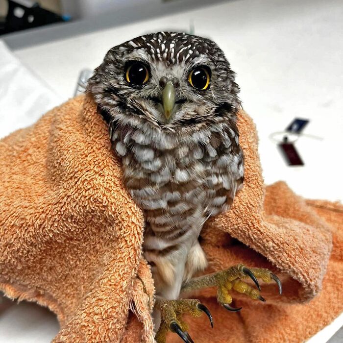 35 Times Owls Were Swaddled For Medical Care, Which Made Them Look Hilariously Unamused (New Pics)