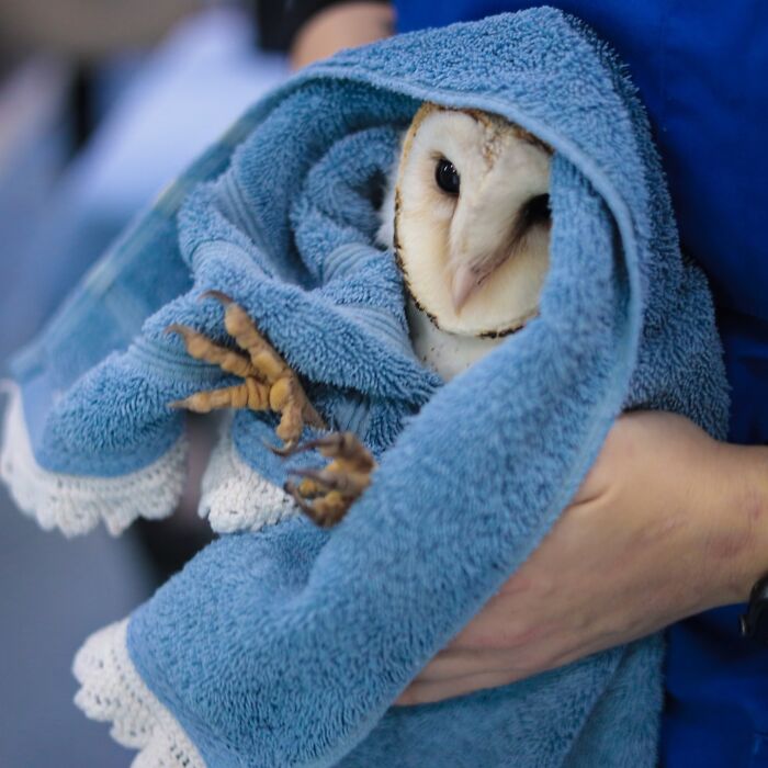 35 Times Owls Were Swaddled For Medical Care, Which Made Them Look Hilariously Unamused (New Pics)