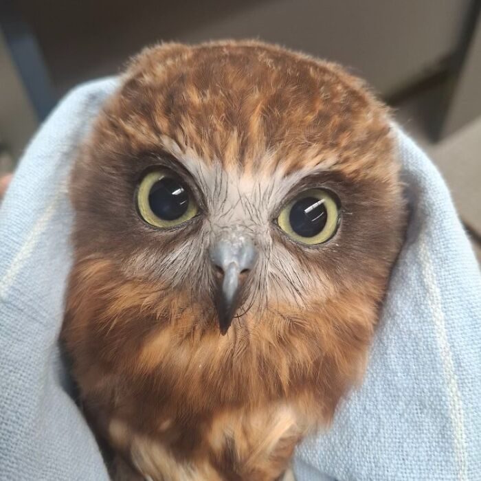 35 Times Owls Were Swaddled For Medical Care, Which Made Them Look Hilariously Unamused (New Pics)