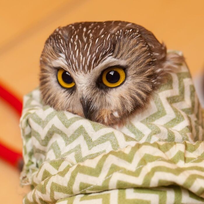 35 Times Owls Were Swaddled For Medical Care, Which Made Them Look Hilariously Unamused (New Pics)