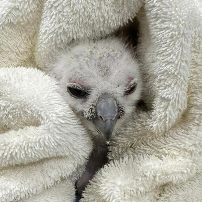 35 Times Owls Were Swaddled For Medical Care, Which Made Them Look Hilariously Unamused (New Pics)
