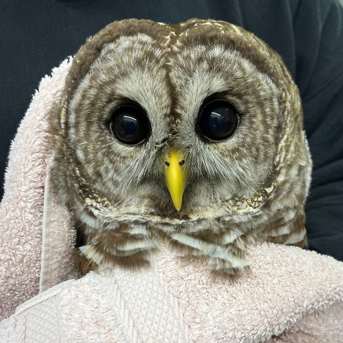 35 Times Owls Were Swaddled For Medical Care, Which Made Them Look Hilariously Unamused (New Pics)