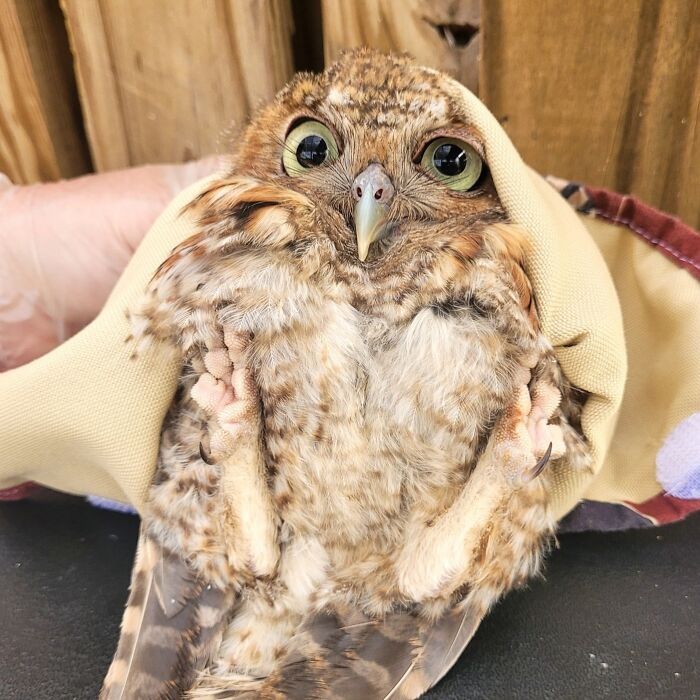 35 Times Owls Were Swaddled For Medical Care, Which Made Them Look Hilariously Unamused (New Pics)