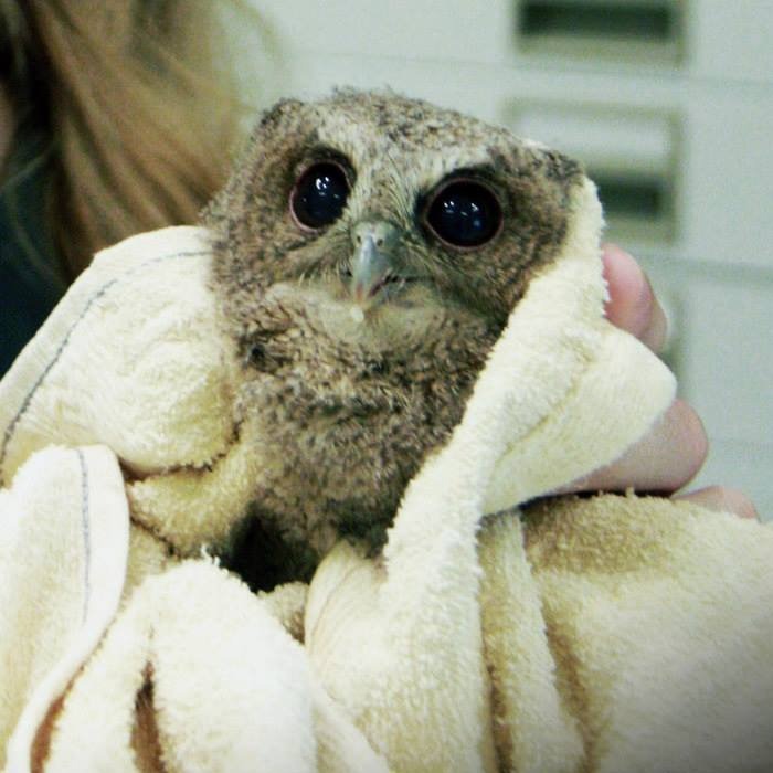 35 Times Owls Were Swaddled For Medical Care, Which Made Them Look Hilariously Unamused (New Pics)