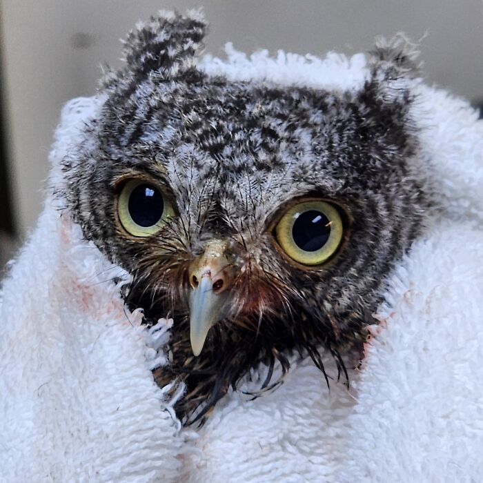 35 Times Owls Were Swaddled For Medical Care, Which Made Them Look Hilariously Unamused (New Pics)