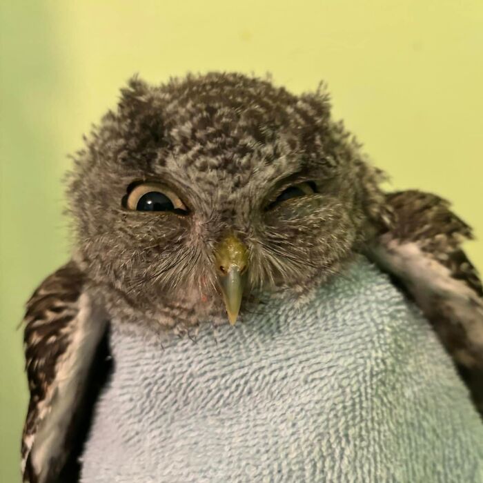 35 Times Owls Were Swaddled For Medical Care, Which Made Them Look Hilariously Unamused (New Pics)