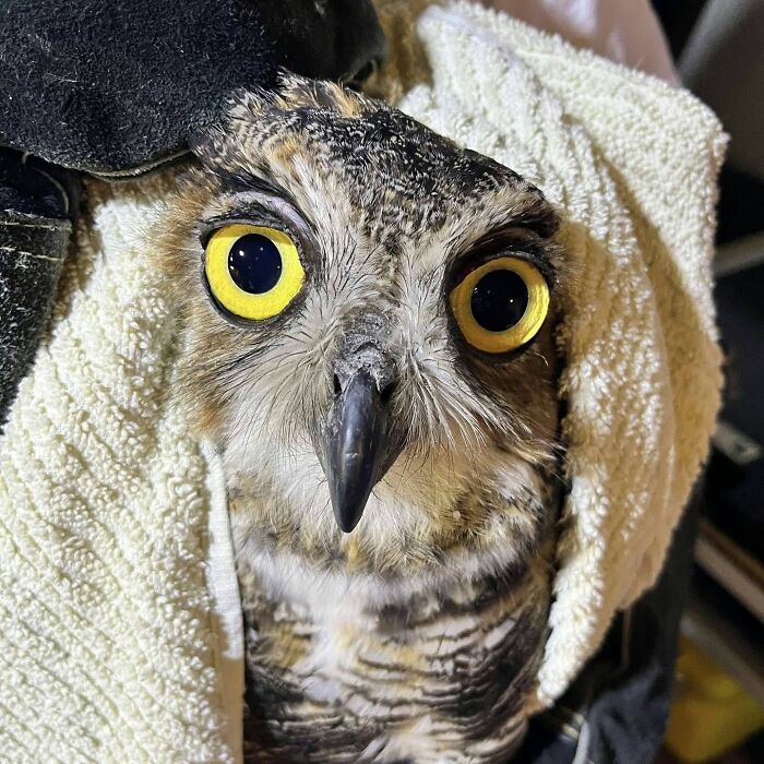 35 Times Owls Were Swaddled For Medical Care, Which Made Them Look Hilariously Unamused (New Pics)
